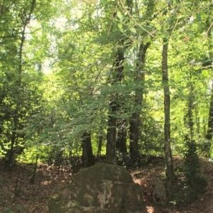 Chemin vers la résilience